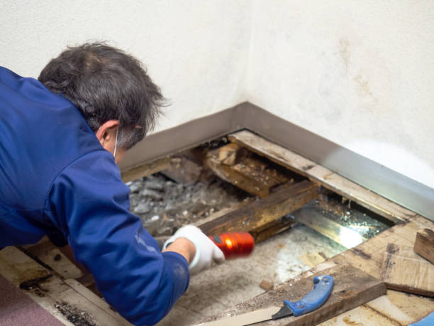 Best Certified Mold Removal  in Douglas, MI