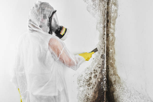 Best Commercial Mold Removal  in Douglas, MI