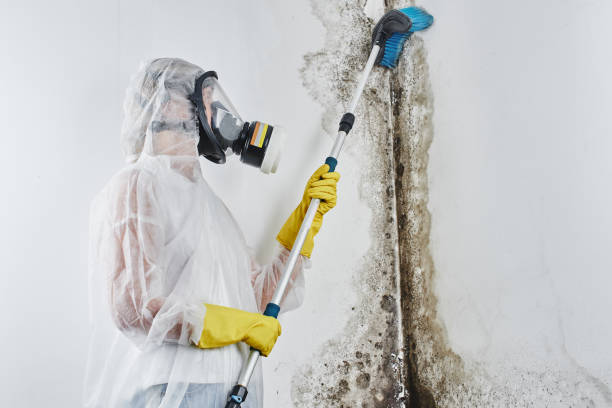 Best Commercial Mold Removal  in Douglas, MI